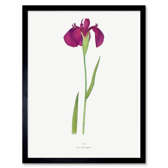 "Wee Blue Coo Japanese Water Iris Flower Floral Stem on White Framed Wall Art Print in Purple - Size: W12"" x H16""" - image 1