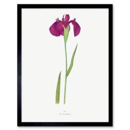 "Wee Blue Coo Japanese Water Iris Flower Floral Stem on White Framed Wall Art Print in Purple - Size: W12"" x H16""" - thumbnail 1