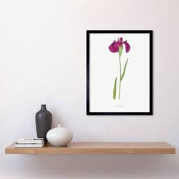 "Wee Blue Coo Japanese Water Iris Flower Floral Stem on White Framed Wall Art Print in Purple - Size: W12"" x H16""" - thumbnail 2