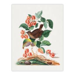 "Artery8 Eurasian Wren & Raspberry Plant Bolton Wall Art Poster Print - Size: W24"" x H32""" - thumbnail 1