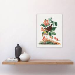 "Artery8 Eurasian Wren & Raspberry Plant Bolton Wall Art Poster Print - Size: W24"" x H32""" - thumbnail 4