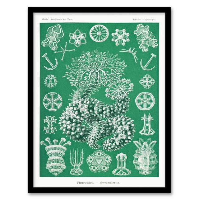 Artery8 Ernst Haeckel Adolf Giltsch Framed Wall Art Thuroidea Sea Cucumber in Green - Size: A4 - image 1