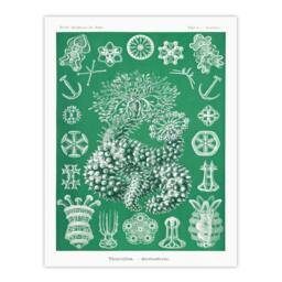 Artery8 Ernst Haeckel Adolf Giltsch Framed Wall Art Thuroidea Sea Cucumber in Green - Size: A4 - thumbnail 3