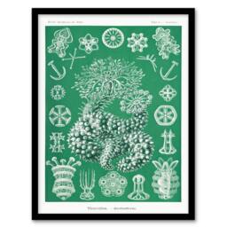 Artery8 Ernst Haeckel Adolf Giltsch Framed Wall Art Thuroidea Sea Cucumber in Green - Size: A4 - thumbnail 1