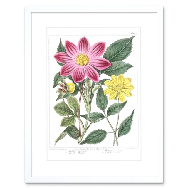 "Artery8 Wall Art Print Flower Purple & Yellow Dahlia Art Framed 9x7 inch in White - Size: W7"" x H9""" - image 1