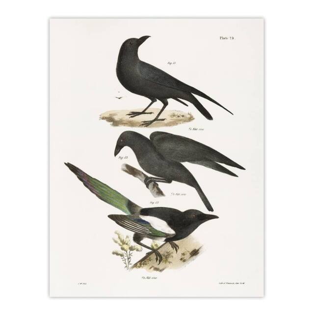 "Artery8 James Ellsworth De Kay Raven Crow & Magpie Wall Art Print in White - Size: W12"" x H16""" - image 1