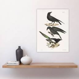 "Artery8 James Ellsworth De Kay Raven Crow & Magpie Wall Art Print in White - Size: W12"" x H16""" - thumbnail 4