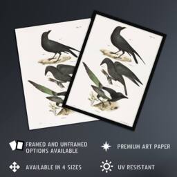 "Artery8 James Ellsworth De Kay Raven Crow & Magpie Wall Art Print in White - Size: W12"" x H16""" - thumbnail 2