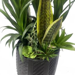 Leaf Artificial Yukka Plant Display in Pot Artificial 107cm in Green - thumbnail 2