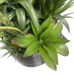 Leaf Artificial Yukka Plant Display in Pot Artificial 107cm in Green - thumbnail 3