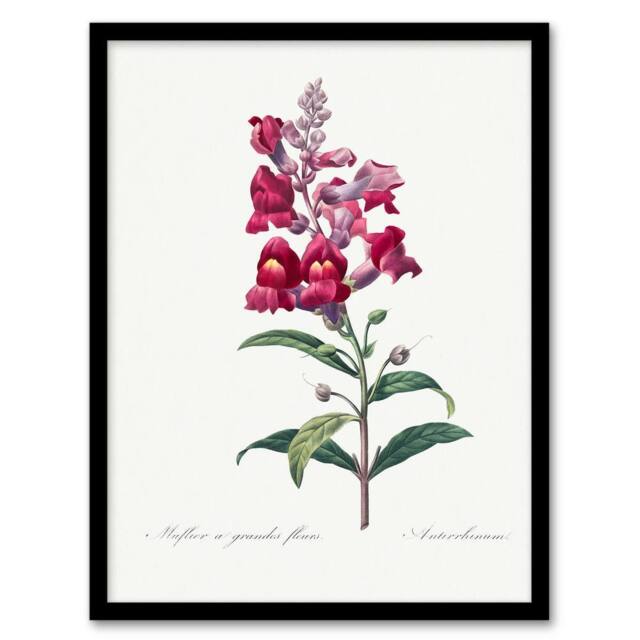 Artery8 Pierre Joseph Redoute Framed Wall Art Antirrhinum Dragon Flowers in White - Size: A4 - image 1