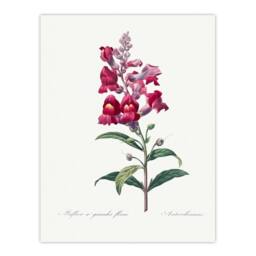 Artery8 Pierre Joseph Redoute Framed Wall Art Antirrhinum Dragon Flowers in White - Size: A4 - thumbnail 3