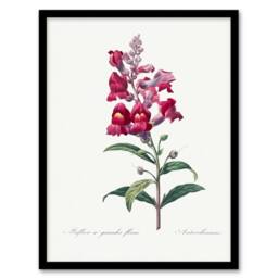 Artery8 Pierre Joseph Redoute Framed Wall Art Antirrhinum Dragon Flowers in White - Size: A4 - thumbnail 1