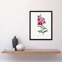 Artery8 Pierre Joseph Redoute Framed Wall Art Antirrhinum Dragon Flowers in White - Size: A4 - thumbnail 2