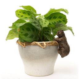 Jardinopia Brown Bear Plant Pot Hanger - L10.5 x W5 x H6.5 cm in Bronze - thumbnail 4