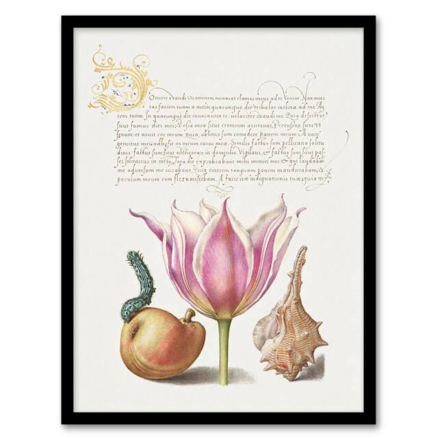 Artery8 Pear Pink Tulip & Seashell Calligraphy Framed Wall Art Print in White - Size: A4 - image 1
