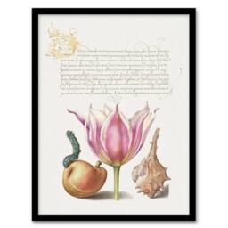 Artery8 Pear Pink Tulip & Seashell Calligraphy Framed Wall Art Print in White - Size: A4 - thumbnail 1