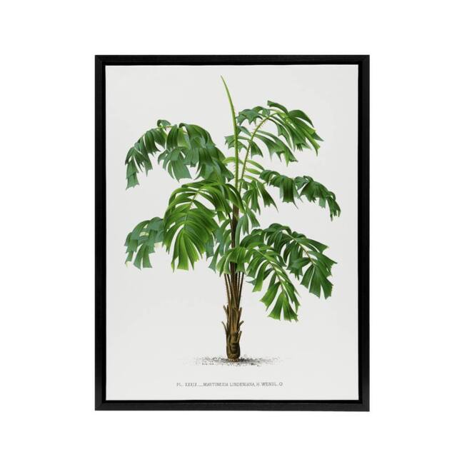 "Artery8 Martinezia Lindeniana Palm Tree Kerchove Framed Canvas Wall Art Print in White - Size: W12"" x H16""" - image 1