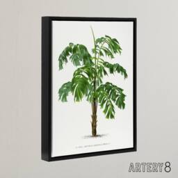 "Artery8 Martinezia Lindeniana Palm Tree Kerchove Framed Canvas Wall Art Print in White - Size: W12"" x H16""" - thumbnail 2