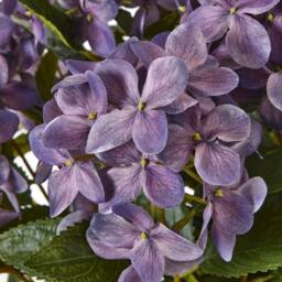 Wyld Haus Artificial Purple Hydrangea in White Ceramic Pot Medium - thumbnail 2