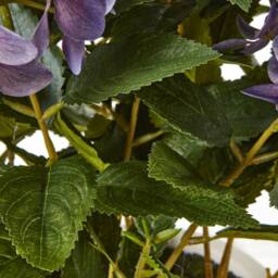 Wyld Haus Artificial Purple Hydrangea in White Ceramic Pot Medium - thumbnail 3