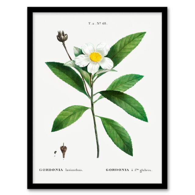 Artery8 Pierre J Redoute Framed Wall Art Gordonia Tree Loblolly Bay Flowers in White - Size: A4 - image 1