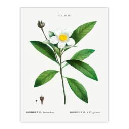 Artery8 Pierre J Redoute Framed Wall Art Gordonia Tree Loblolly Bay Flowers in White - Size: A4 - thumbnail 3