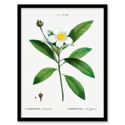 Artery8 Pierre J Redoute Framed Wall Art Gordonia Tree Loblolly Bay Flowers in White - Size: A4 - thumbnail 1