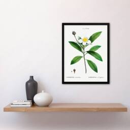 Artery8 Pierre J Redoute Framed Wall Art Gordonia Tree Loblolly Bay Flowers in White - Size: A4 - thumbnail 2