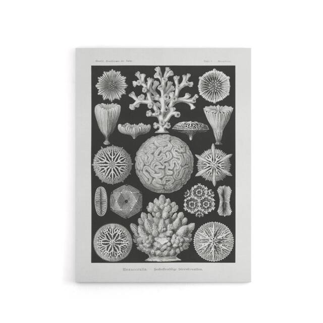 "Artery8 Hexacorallia Marine Life Illustration Haeckel Canvas Wall Art Print in Black - Size: W12"" x H16""" - image 1