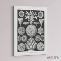 "Artery8 Hexacorallia Marine Life Illustration Haeckel Canvas Wall Art Print in Black - Size: W12"" x H16""" - thumbnail 2