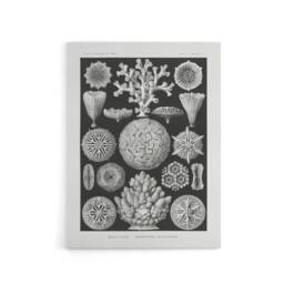 "Artery8 Hexacorallia Marine Life Illustration Haeckel Canvas Wall Art Print in Black - Size: W12"" x H16""" - thumbnail 1