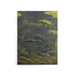 "Artery8 Pike & Perch Aquarium Canvas Wall Art Print Gerrit Dijsselhof in Green - Size: W24"" x H32""" - thumbnail 1