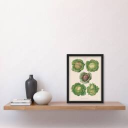 Artery8 Ernst Benary Cabbage Varieties Vintage Botanical Framed Wall Art Print in White - Size: A4 - thumbnail 2