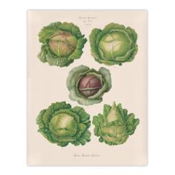Artery8 Ernst Benary Cabbage Varieties Vintage Botanical Framed Wall Art Print in White - Size: A4 - thumbnail 3