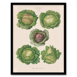 Artery8 Ernst Benary Cabbage Varieties Vintage Botanical Framed Wall Art Print in White - Size: A4 - thumbnail 1