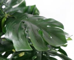 Leaf Large Monstera Plant Artificial 150cm Premium Plant in Green - thumbnail 2