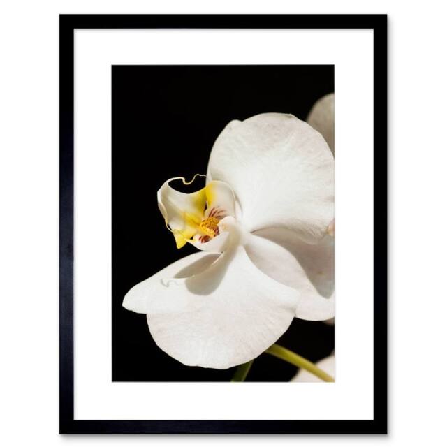 "Artery8 White Orchid Flower Bloom Home Decor 12x16"" Framed Art Print - Size: W12"" x H16""" - image 1