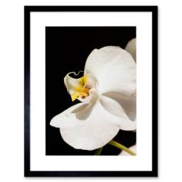 "Artery8 White Orchid Flower Bloom Home Decor 12x16"" Framed Art Print - Size: W12"" x H16""" - thumbnail 1