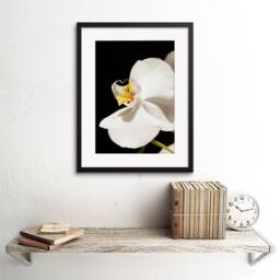"Artery8 White Orchid Flower Bloom Home Decor 12x16"" Framed Art Print - Size: W12"" x H16""" - thumbnail 2