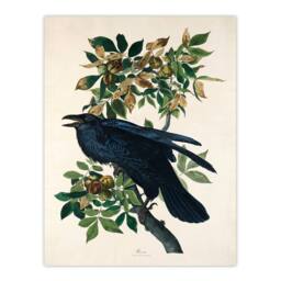 Artery8 John James Audubon Framed Wall Art Print Birds of America Raven in White - Size: A4 - thumbnail 3