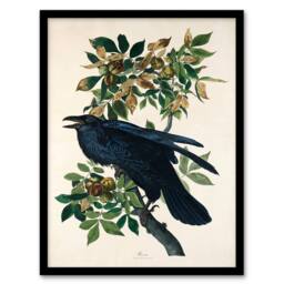 Artery8 John James Audubon Framed Wall Art Print Birds of America Raven in White - Size: A4 - thumbnail 1