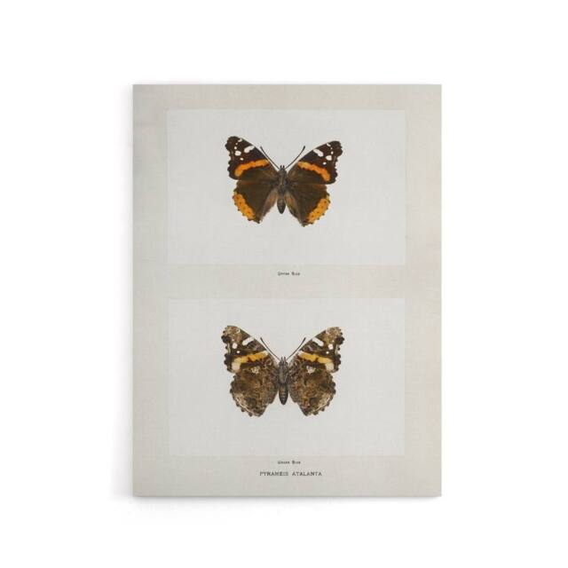 "Artery8 Red Admiral Butterfly Vintage Illustration Denton Canvas Art Print in White - Size: W12"" x H16""" - image 1
