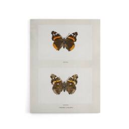 "Artery8 Red Admiral Butterfly Vintage Illustration Denton Canvas Art Print in White - Size: W12"" x H16""" - thumbnail 1