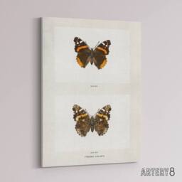 "Artery8 Red Admiral Butterfly Vintage Illustration Denton Canvas Art Print in White - Size: W12"" x H16""" - thumbnail 2