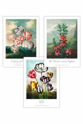 ARTZE Set of 3 Vintage Botanical Cottage Garden Flowers Carnations Art Posters in Green - Size: W50 cm x H70 cm - thumbnail 1