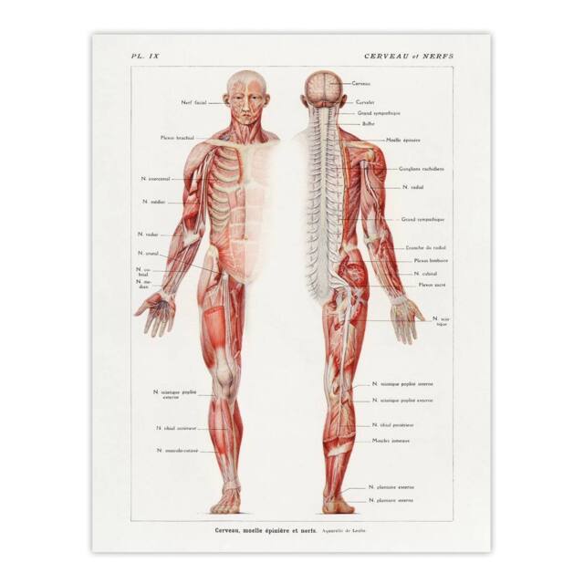 "Artery8 Human Nervous System Boissiere Vintage Wall Art Print Poster in White - Size: W12"" x H16""" - image 1