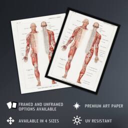 "Artery8 Human Nervous System Boissiere Vintage Wall Art Print Poster in White - Size: W12"" x H16""" - thumbnail 2
