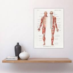 "Artery8 Human Nervous System Boissiere Vintage Wall Art Print Poster in White - Size: W12"" x H16""" - thumbnail 4