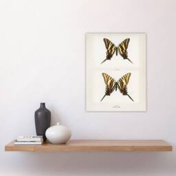 "Artery8 Papilio Ajax Butterfly Vintage Artwork Denton Wall Art Poster Print in White - Size: W12"" x H16""" - thumbnail 4